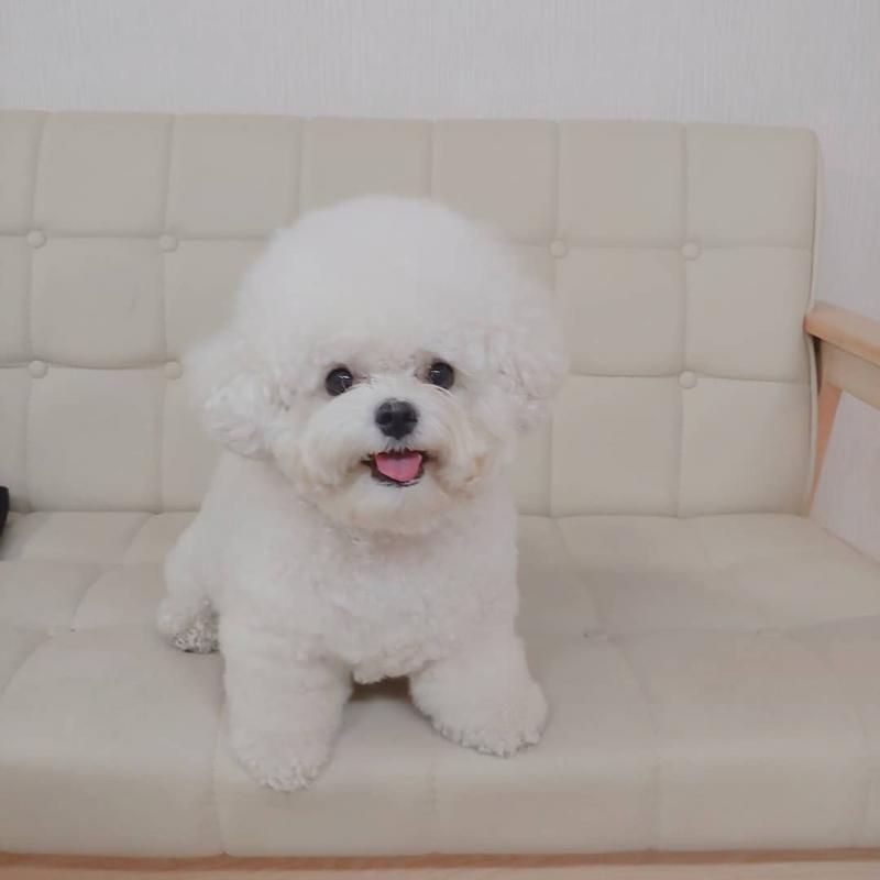 Affectionate Bichon Frise Puppies ready for Rehoming Image eClassifieds4u
