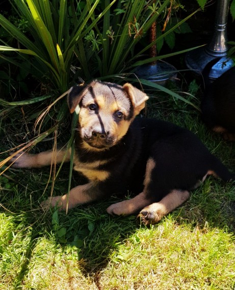 Amazing German Shepherd Puppies Image eClassifieds4u