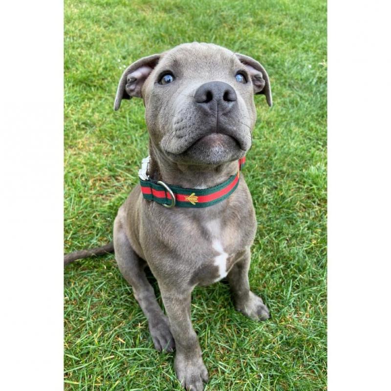 American Pit Bull Puppies For Adoption My Gorgeous pit-bull puppies are well socialized and lovable Image eClassifieds4u