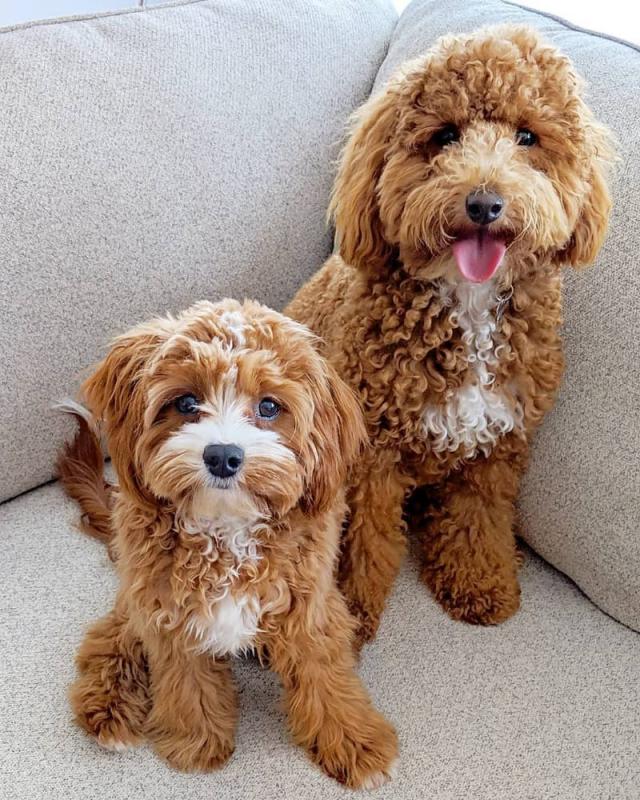 Beautiful Cavapoo Puppies! READY NOW! Image eClassifieds4u