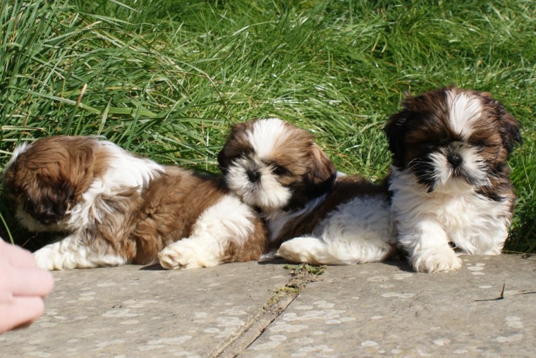 ???? Ckc ? Male ? Female ? Shih Tzu Puppies ????Delivery is Possible???? Image eClassifieds4u