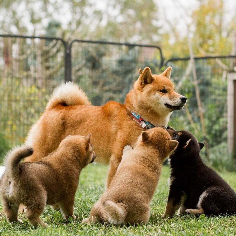 CKC Shiba Inu Puppies for adoption. Image eClassifieds4u