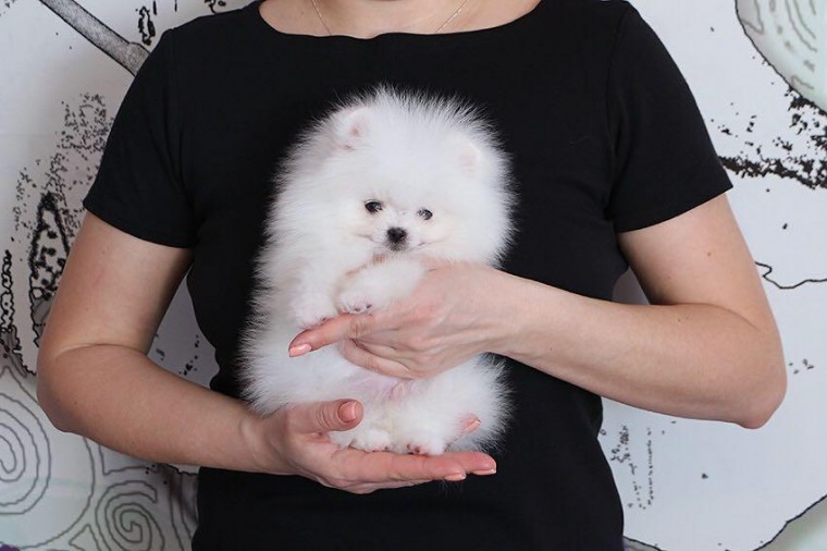 Teacup Pomeranian Available. Image eClassifieds4u