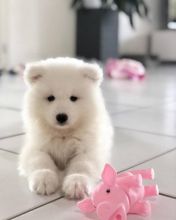 Healthy Registered Samoyed puppies available