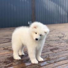 Healthy Registered Samoyed puppies available