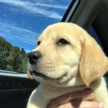 2 healthy, home trained Labrador Retriever pups for adoption.