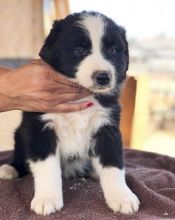 Adorable Australian Shepherd puppies for Adoption