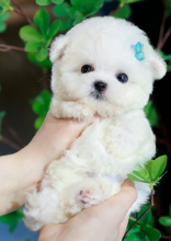 Adorable Bichon Frise puppies