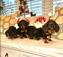 Beautiful litter of miniature Dachshund puppies available.