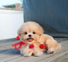 Beautiful Maltipoo pups