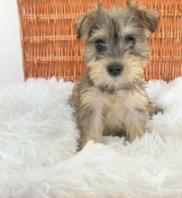 Beautiful miniature Schnauzer pups