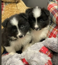 Beautiful Rough Coated Border Collie Puppies