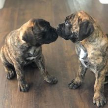 Bullmastiff puppies