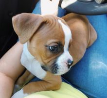 Cute Boxer puppies available,