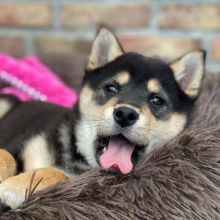 Cute Shiba Inu Puppies Seeking A New And Forever Home.