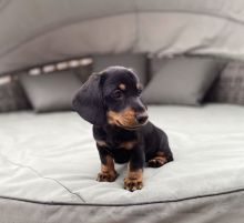 Excellence lovely Male and Female dachshound Puppies for adoption