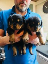 Excellence lovely Male and Female rottweiler puppiesfor adoption