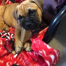 Friendly Bullmastiff Puppies available