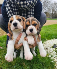 Gorgeous Beagle Puppies