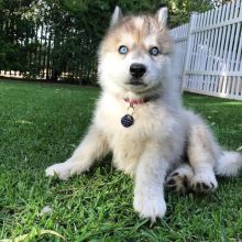 Healthy and Affordable siberian husky puppies for adoption