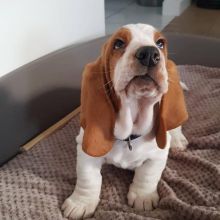 Healthy Basset Hound puppies available.
