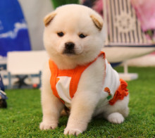 Japanese Shiba Inu puppies for sale