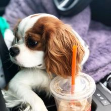 Jealous Cavalier King Charles For Adoption