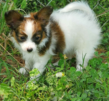KC registered Papillon puppies available
