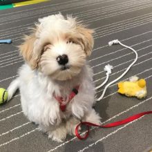 MARVELOUS CKC HAVANESE PUPPIES FOR RE-HOMING