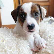 MINIATURE JACK RUSSEL TERRIER PUPPIES