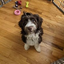 Portuguese Water Dog puppies for adoption