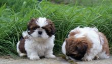 Purebred Shih Tzu Puppies for Adoption