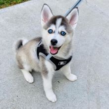 Quality Male and Female Pomsky Puppies For free