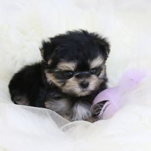 Stunning litter of kc registered havanese puppies