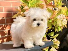 Super Pretty and extra clean Maltese Puppies For Adoption