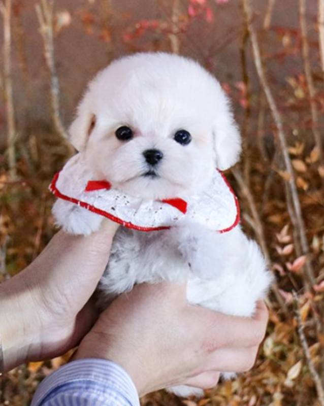 Adorable Bichon Frise puppies Image eClassifieds4u