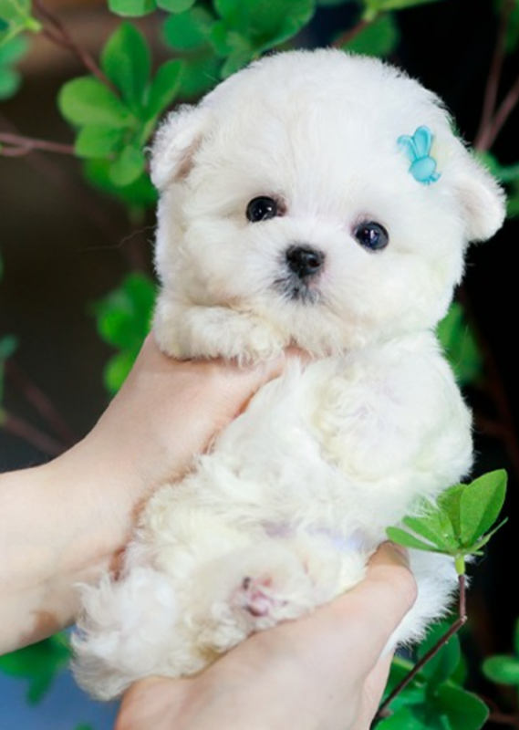 Adorable Bichon Frise puppies Image eClassifieds4u
