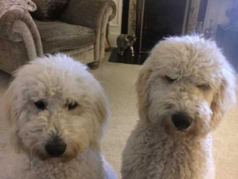 Adorable Mini Golden Doodle.F1B puppy Image eClassifieds4u