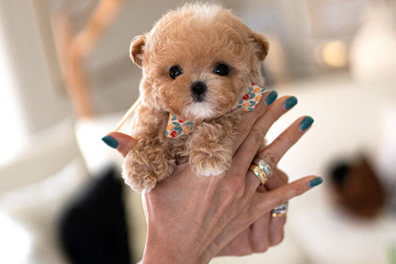 Beautiful Maltipoo pups Image eClassifieds4u