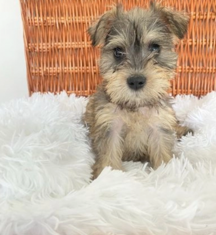 Beautiful miniature Schnauzer pups Image eClassifieds4u