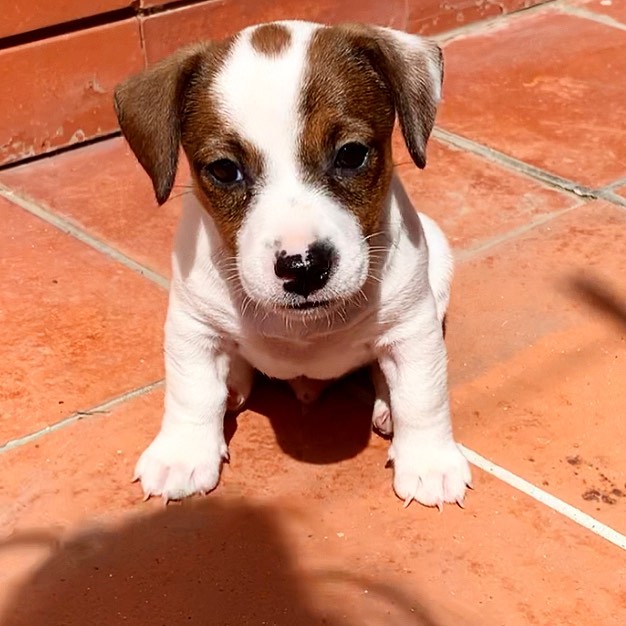 Jack Russell puppies Image eClassifieds4u