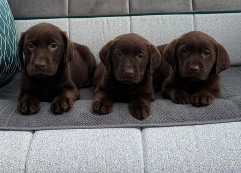 Labrador Puppies available now Image eClassifieds4u