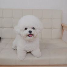 Affectionate Bichon Frise Puppies ready for Rehoming Image eClassifieds4U