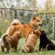 CKC Shiba Inu Puppies for adoption. Image eClassifieds4U