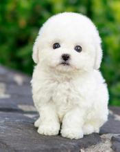 Adorable Bichon Frise puppies Image eClassifieds4u 2