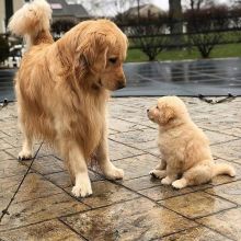Adorable Golden Retriever Puppies Image eClassifieds4U
