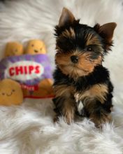 Amazing Teacup Yorkie Puppies For Adoption Image eClassifieds4U