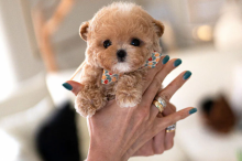 Beautiful Maltipoo pups Image eClassifieds4u 2