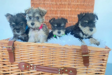 Beautiful miniature Schnauzer pups Image eClassifieds4u 2