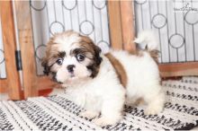 Cute Male and Female Shih Tzu Puppies Up for Adoption... Image eClassifieds4u 2